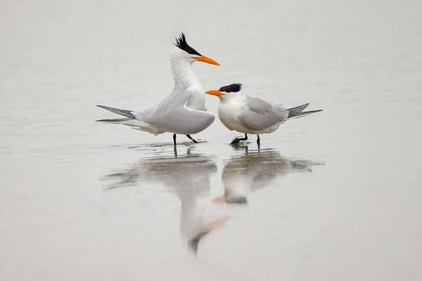 Jones, Adam 아티스트의 Royal terns in courtship display-South Padre Island-Texas작품입니다.